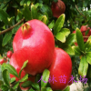 批發(fā) 盆栽地栽 /果樹(shù)苗 紅如意石榴 紅如意軟籽石榴苗