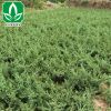 基地工程常綠灌木地柏樹苗批發(fā) 鋪地柏又名爬地柏 四季常青規(guī)格齊