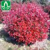 基地供應(yīng)紅葉石楠球 紅葉 工程樹木 規(guī)格齊 紅葉石楠球價格