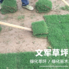 百慕大草坪工程綠化園林草坪公園低矮耐踐踏草坪種子批發護坡綠化