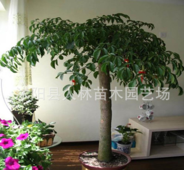 幸福樹盆栽 大型客廳綠植花卉辦公室空氣凈化 直桿幸福樹.