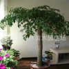 幸福樹(shù)盆栽 大型客廳綠植花卉辦公室空氣凈化 直桿幸福樹(shù).
