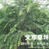 基地直銷 長年供應優質2-10公分 紅豆杉 規格齊全 歡迎來電咨詢