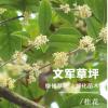 江蘇苗木基地直銷各種規格四季名貴金桂八月桂大桂花樹苗