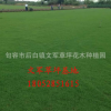 句容草坪草皮公路園林護坡綠化工程果嶺草真草皮四季青人工綠化草