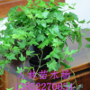 批發(fā)綠植盆栽植物常青藤 金邊 常春藤 家庭 辦公室桌面擺放