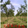 基地直銷 長年供應優質2-30公分 冬青樹 規格齊全 歡迎來電咨詢