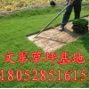 11句容綠化草坪 百慕大草坪基地批發河道護坡草坪草皮草坪價格