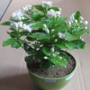 批發(fā)，盆栽茉莉花綠植 四季陸續(xù)開花 白色茉莉花苗 濃香植物
