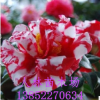 批發(fā)茶花小苗 茶花盆栽 山茶花苗 綠化小苗四季紅山茶 十八學(xué)士