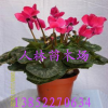 批發(fā)供應(yīng)盆栽花卉 花苗 仙客來 正是花期 花期長 四季開花
