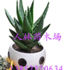批發(fā)供應(yīng)迷你盆栽植物 不夜城蘆薈 多肉植物 美容護膚 室內(nèi)盆栽
