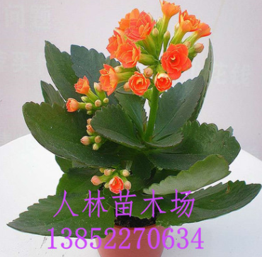 室內桌面花卉植物 盆栽重瓣【長壽花】 庭院 盆栽觀花植物,花期長