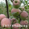 盆栽/地栽 木瓜樹苗【紅霞一號】庭院果樹苗 木瓜樹豐胸養(yǎng)顏瘦身