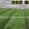 青梗柳葉空心菜種子蕹菜通心菜四季水生盆栽蔬菜籽藤藤菜竹葉菜