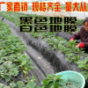 批發農用黑地膜除草膜草莓專用黑地膜種花生西瓜白地膜果園農作物