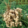 批發優質高產花生種子帶殼花生種矮生高抗病量大從優