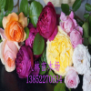 歐月，歐洲月季.藤本月季 薔薇.庭院爬藤，循環(huán)開(kāi)花.品種齊全