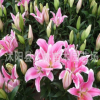 香水百合種球 ,批發(fā)，陽臺辦公室盆栽植物 當年開花 品種齊全