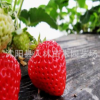 正品供應(yīng)草莓批發(fā) 高成活率草莓苗,綠色無污染. 量大價格優(yōu)惠