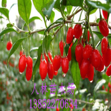 寧夏特種寧杞一號 枸杞. 高產高收品質保證 寧夏紅枸杞樹.1-3年