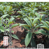 批發(fā)果樹甜五星枇杷苗庭院種植盆栽地載植物枇杷樹苗琵琶樹