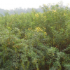 供應(yīng)批發(fā)優(yōu)秀園林植物種苗 城鎮(zhèn)、街道綠化稀有品種 黃花槐