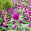 批發千日紅種子 千日紫種子庭院盆栽花卉易種花草 價格從優