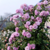 藤本月季 歐月薔薇花苗 爬藤月季 歐月大苗80-100厘米