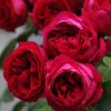 歐月紅龍紅色龍沙寶石月季多季藤本爬藤紅龍沙月季花玫瑰薔薇盆栽