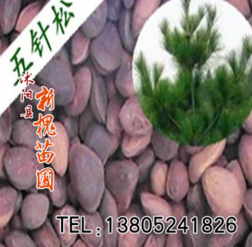 供應(yīng)精選新采易種常青五針?biāo)煞N子 盆景苗木 五針?biāo)煞N子銷售