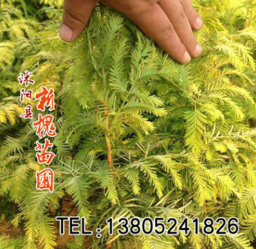 低價(jià)出售金葉水杉苗綠化工程苗耐寒 耐熱 金葉水杉觀賞價(jià)值高