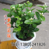 基地茉莉花苗 室內觀花植物 茉莉花 芳香植物 四季常青 盆栽花卉