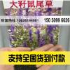 大籽藍花鼠尾草 粉花鼠尾草 喜溫暖及向陽處 庭院花卉