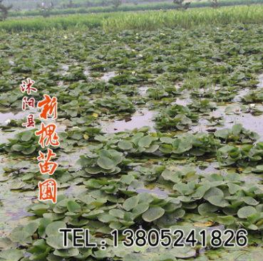 水生花卉 睡蓮 大花睡蓮 大花睡蓮塊莖 多色發貨