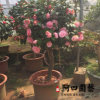 綠植花卉盆栽高桿茶花樹盆景 盆景茶花 庭院植物高檔盆栽