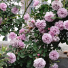 藤本月季花苗攀援植物薔薇月季玫瑰花苗特大多季開花歐月帶花苞
