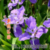 蘭花鳶尾花種子 黃花鳶尾德國鳶尾種子 燕尾種子 菖蒲種子