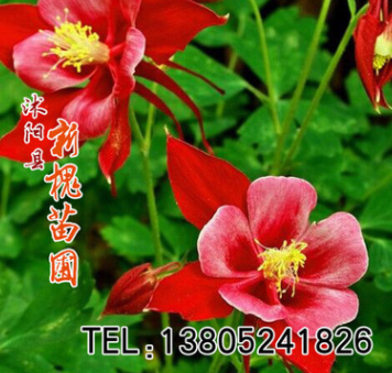 批發(fā)優(yōu)質(zhì)草本花卉種子 大小花耬斗菜種子 觀賞植物 園藝花卉