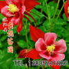 批發優質草本花卉種子 大小花耬斗菜種子 觀賞植物 園藝花卉