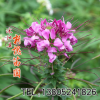 批發草花種子 優質醉蝶花種子 品種齊全 歡迎選購 醉蝶花種