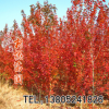 當年新采樹種美國紅楓樹種子 日本紅楓苗 量大優惠 包發芽