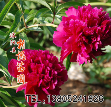批發(fā)康乃馨種子 麝香石竹 盆栽花卉種子四季開花氣味芳香母親之花