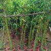 湖南佛肚竹批發(fā) 室內(nèi)觀葉植物佛肚竹 可盆栽 成活率高