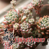 多肉植物 粉蔓又名子持蔓蓮多肉防輻射桌面綠植 多肉子持粉蔓