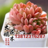 批發紅寶石多肉植物花 多肉紅寶石栽培基地紅寶石批發