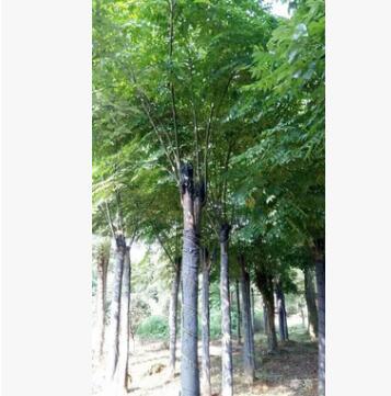 面向全國大量供應黃山欒樹 樹形漂亮 價格實在 規格齊全