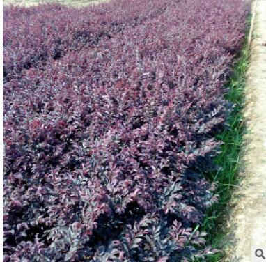 苗圃直銷紅繼木毛球1M 綠化工程苗木紅花繼木球 園林常綠灌木
