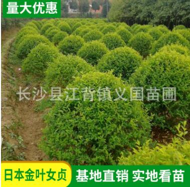 基地苗木直銷金冠汝貞 金葉女貞園林綠化植物 高存活率綠化樹