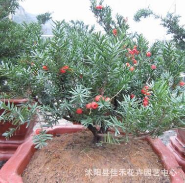 常綠喬木南方紅豆杉 可凈化空氣 盆栽植物室內綠化